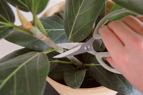 ficus audrey moisture meter|ficus audrey propagation.